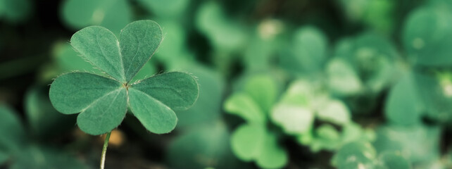Green background with three-leaved shamrocks, Lucky Irish Four Leaf Clover in the Field for St. Patricks Day holiday symbol. with three-leaved shamrocks, St. Patrick's day holiday symbol.