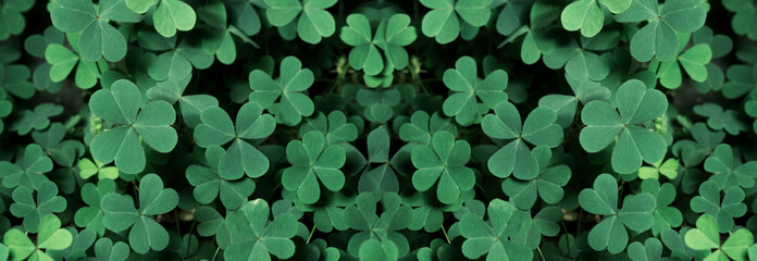 Green background with three-leaved shamrocks, Lucky Irish Four Leaf Clover in the Field for St. Patricks Day holiday symbol. with three-leaved shamrocks, St. Patrick's day holiday symbol, earth day - obrazy, fototapety, plakaty