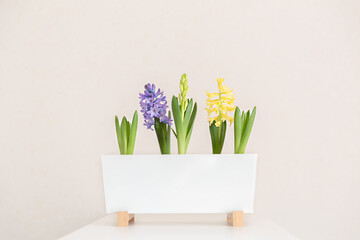 The flowers of hyacinths are lilac and yellow, green shoots in a rectangular indoor planter. Indoor plants, gardening, primroses concept