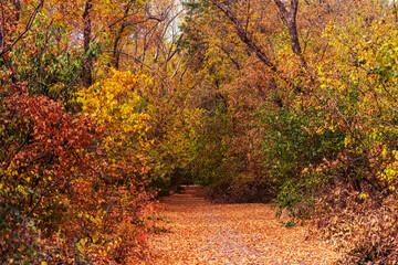 Naklejka premium Path in the autumn forest