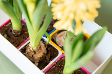 The concept of landscaping and landscape design, primroses. Seedlings, tubers, bulbs of hyacinths, yellow and lilac hyacinth flowers in multi-colored containers prepared for planting in the ground