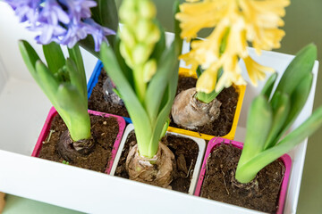 The concept of landscaping and landscape design, primroses. Seedlings, tubers, bulbs of hyacinths, yellow and lilac hyacinth flowers in multi-colored containers prepared for planting in the ground
