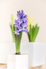 Lilac blooming hyacinth in a white planter. yellow hyacinth in the background. Indoor plants, gardening, primroses concept