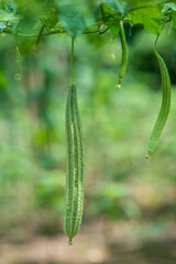 Green Luffa acutangula (Chinese okra), Sponge gourd, or silk squash hanging from a tree on a vegetable farm. Fresh Chinese okra hanging on the garden. Shallow depth of field and Close-up view.