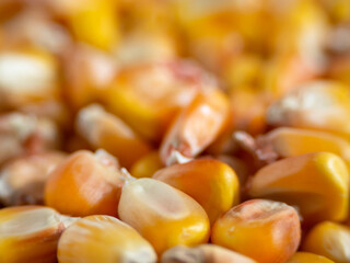 Macrophotography of corn seeds (maize) with a shallow depth of field. Natural food background. Close-up Of Golden Corn Kernels.  Healthy eating