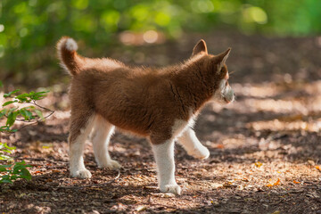 Naklejka na ściany i meble blue-eyed husky puppy walking in the park