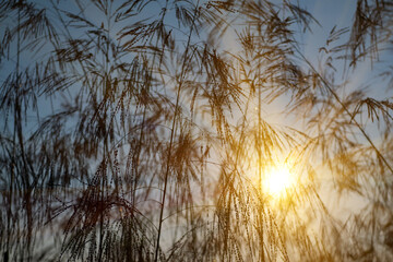 Grass flowers in the meadow and sunlight