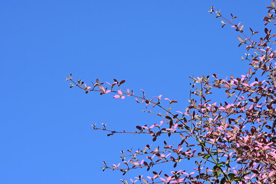 Low Angle shot of Wooly Congea Pink Leaf Tree and Backgorund Blue Sky. Space for text. High quality photo