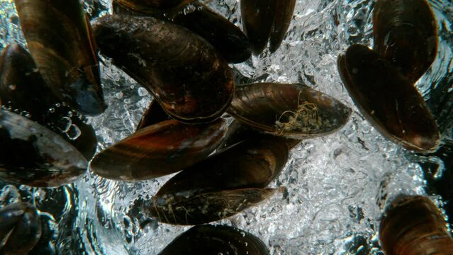 Super slow motion of falling mussels into water, underwater view. Black background. Filmed on a high-speed cinematic camera at 1000 fps.