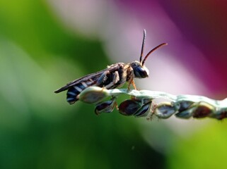 sunbathe