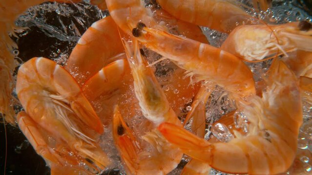 Super slow motion of falling prawns into water, underwater view. Black background. Filmed on a high-speed cinematic camera at 1000 fps.