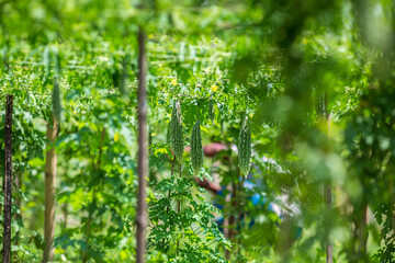 Green bitter melon, Bitter gourd or Bitter squash hanging from a tree on a vegetable farm. Fresh Bitter melon hanging on the garden. Shallow depth of field and Close-up view.