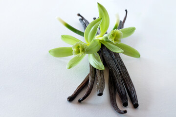Aromatic Vanilla sticks and flowers on white background, vanilla fargrans (Salish) Ames, Vanilla Planifolia, resource of Vanilla flavoring