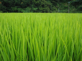 rice field