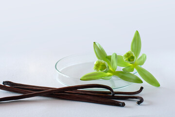 Aromatic Vanilla sticks and flowers on Petri dishes, vanilla fargrans (Salish) Ames, Vanilla Planifolia, resource of Vanilla flavoring, white background