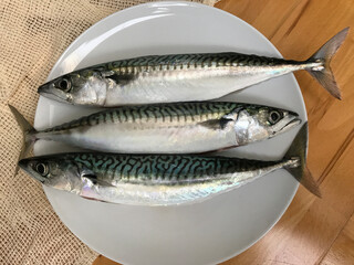 Fresh mackerel