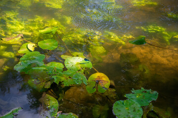 Forest river surface with algae and clear water