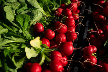 rzodkiewka, młoda wiosenna rzodkiewka, świeża rzodkiewka