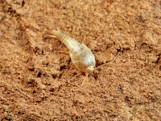 Silverfish of genus Neoasterolepisma