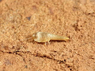 Silverfish of genus Neoasterolepisma