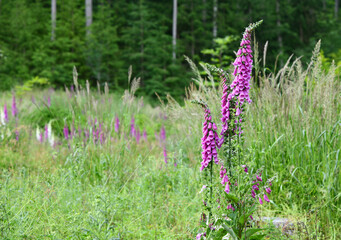 Blühende Fingerhüte am Waldrand