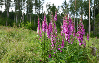 Blühende Fingerhüte am Waldrand