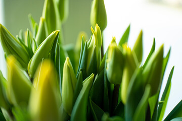 tulips, spring tulips, tulip buds, Yellow tulips in the spring in the sun