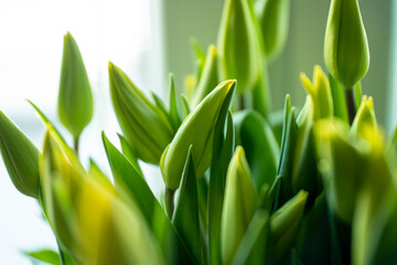 Obraz premium tulips, spring tulips, tulip buds, Yellow tulips in the spring in the sun