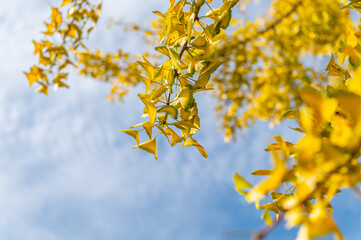 Yellow Ginkgo biloba tree