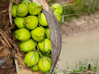 fresh coconut fruit on coconut tree