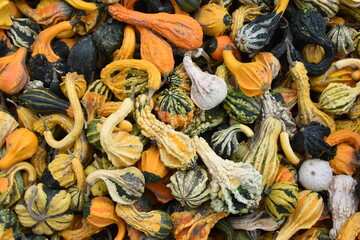 Brightly Colored Gooseneck Gourds
