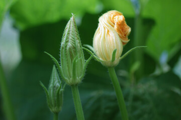 Pumpkin Blossom Flower Squash Summer horizontal centered