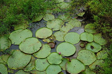 Leaves of the Vitoria Regia aquatic plant wild in nature. This species victoria amazonica is the largest of all lilies, native to the tropical rainforest of Amazonas. Near Iranduba, Amazonas, Brazil.