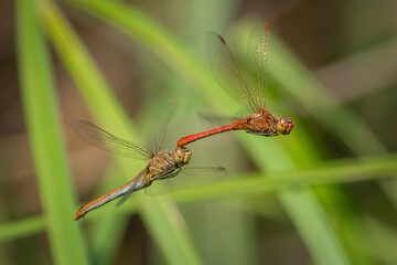 A pair of mating southern darters in flight