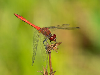 A colorful red ruddy darter dragonfly resting