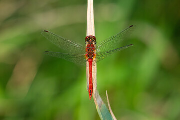 A colorful red ruddy darter dragonfly resting