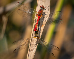 A pair of colorful red ruddy darters resting