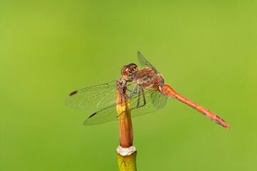 A common darter dragonfly resting in the sun