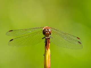 A common darter dragonfly resting in the sun