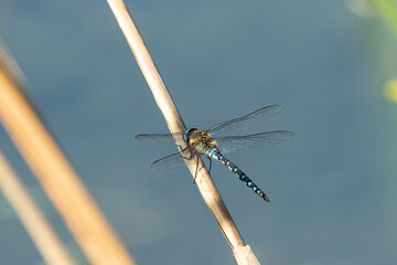 A migrant hawker dragonfly resting on reed