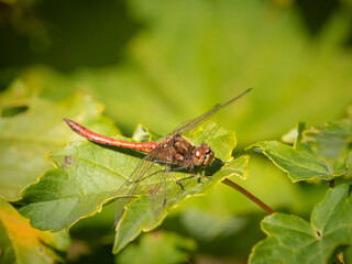 A vagrant darter dragonfly resting in the sun