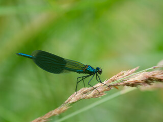 A male banded demoiselle resting on a grass