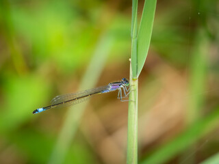 A common bluetail damselfly resting on a grass