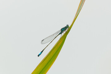 A common bluetail damselfly resting on a grass