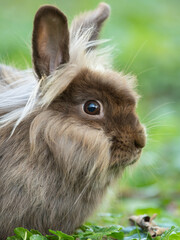 A brown cute dwarf rabbit resting in the grass