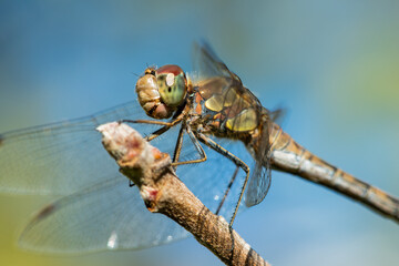 A common darter dragonfly resting in the sun