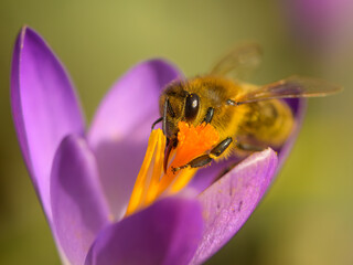 A honey bee feeding on a purple crocus flower