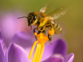 A honey bee feeding on a purple crocus flower