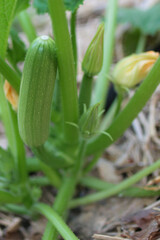Zucchini Plant With Blossoms