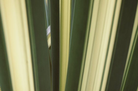 Green leaves. Texture. Green background. Nature
